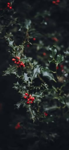 holly with red berries and green leaves in the dark night sky, photographed from above