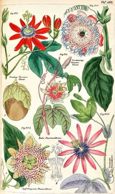 an illustration of flowers and leaves on a white paper with words below it that read,