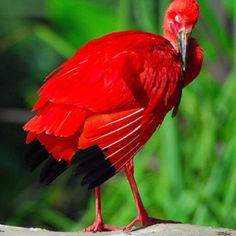 a red bird with black legs and long beak standing on a rock