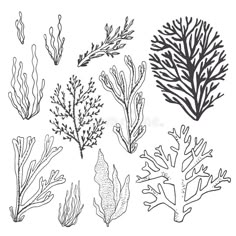 hand drawn seaweed and corals on white background