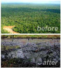 11 Deforestation Before And After Ideas Deforestation Environment Rainforest