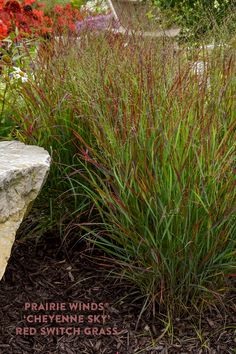 some red and green plants next to a stone bench in the grass with words prairie winds cheyenne sky red switch grass