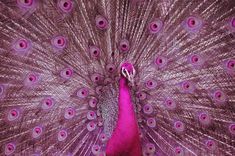 a purple peacock with its feathers spread out