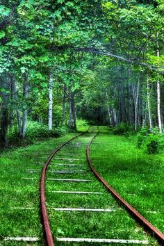 a train track in the middle of a forest