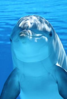 a dolphin swimming in the water with its mouth open