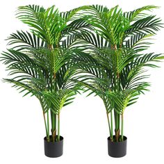 three potted palm trees in black planters