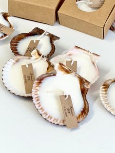 5 Pcs Beach Wedding Sea Shell Candle Favors, Wedding Favors for Guests, Wedding Favors, Candle Favors With Box, Beach Party Favor, Ocean - Etsy Winter Beach Wedding, Sea Shell Candle, Candle Favors Wedding, Beach Wedding Planning, Beach Party Favors, Seashell Candles, Beach Bridal Showers, Sea Wedding, Shell Candles