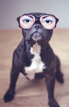 a black dog with glasses on it's head