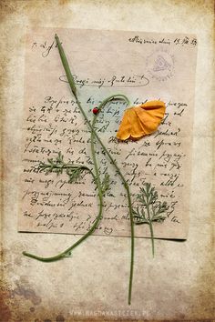 an old letter with a flower on it and some writing paper in the back ground