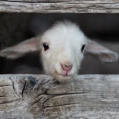 sweet little lamb Baby Dogs