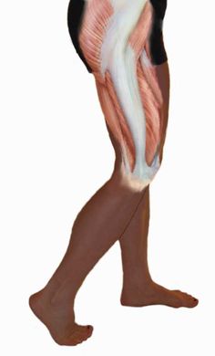 an image of a person with muscles on their legs and feet, showing the lower half of