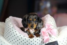 a small dog is sitting in a bed with polka dots and pink bows on it's collar