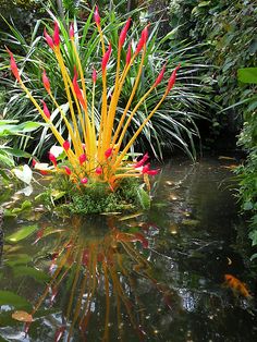 a pond filled with lots of water and plants