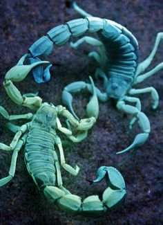 two scorpions are sitting on the ground