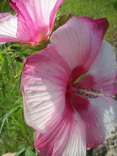 two pink and white flowers in the grass