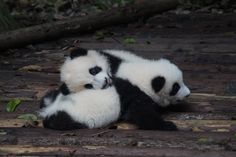 two black and white panda bears laying down on the ground with their heads touching each other