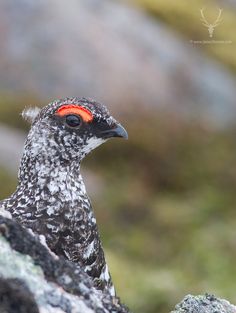 a close up of a bird with red eyes on a rocky surface in the wild