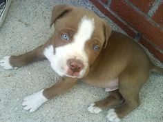 a brown and white puppy laying on the ground next to a brick wall with blue eyes