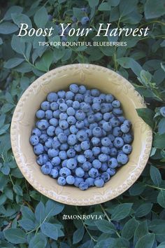 a yellow bowl filled with blueberries on top of green leaves