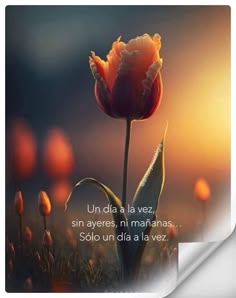 a tulip in the middle of a field with words on it that read, una da la vez, sin ayeres, n mananas solo un diama