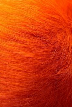 an orange fur texture is seen in this close up photo