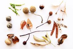 several different types of leaves and nuts on a white surface