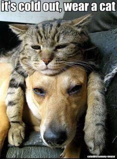 a cat is laying on top of a dog's head and has it's eyes closed