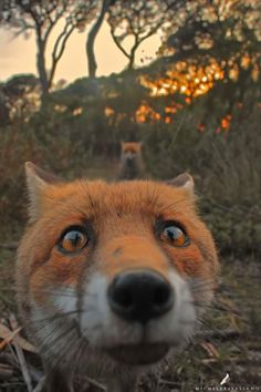 an orange fox looks at the camera while standing in front of another animal with its eyes wide open