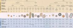 an image of a family tree chart with all the names and numbers on it's side