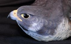 a close up of a pigeon on a black surface with its head turned to the side