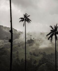 palm trees stand in the foreground as fog looms over them on a hillside