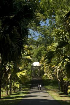 two people walking down a path between palm trees