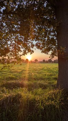 the sun is setting over an open field with trees in the foreground and grass on the ground