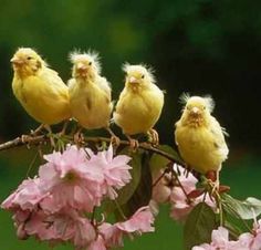 four little yellow birds sitting on a branch with pink flowers in front of green grass