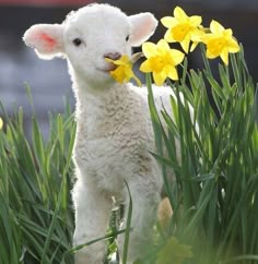 a lamb standing in the grass with daffodils