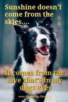 Sunshine doesn't come from the skiesIt comes from the love that's in my dogs eyes. Quotes Loyalty, Best Dog Quotes, Pet Poems, Cute Cat Quotes, Cute Dog Quotes, Dog Tumblr, Dogs Quotes, Pet Quotes, Dog Quotes Love