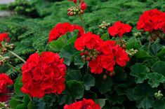 some red flowers are blooming in the garden