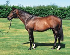 a brown horse standing on top of a lush green field