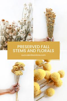 four different pictures with flowers and stems in them, including the words preserved fall stems and florals