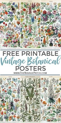 the vintage botanical poster is shown in four different colors and sizes, with text that reads free