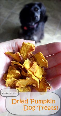 a hand holding a pile of dried pumpkin dog treats with a black puppy in the background