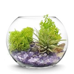 an aquarium filled with plants and rocks on top of a white surface, surrounded by purple stones