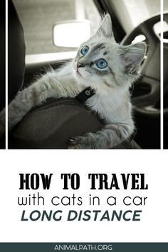 a cat with blue eyes sitting in the driver's seat of a car and text overlay reads how to travel with cats in a car long distance