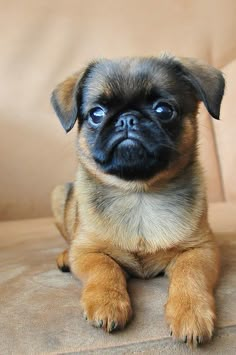 a small brown and black dog sitting on top of a couch