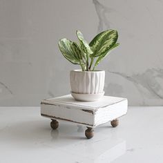 a potted plant sitting on top of a white box