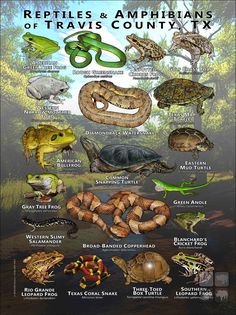 the reptiles and amphibianns of travis county, texas info poster