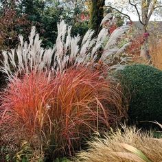 some very pretty plants in the grass by some bushes and trees with red leaves on them