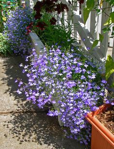 purple flowers are growing in the garden next to a white fence