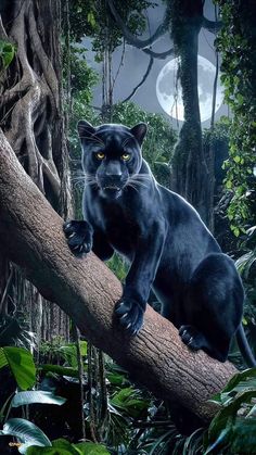 a black panther sitting on top of a tree branch