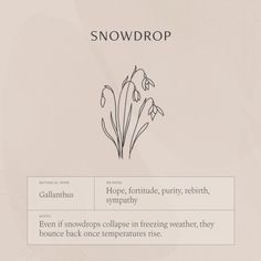 an image of snowdrops on the side of a white sheet with words below it